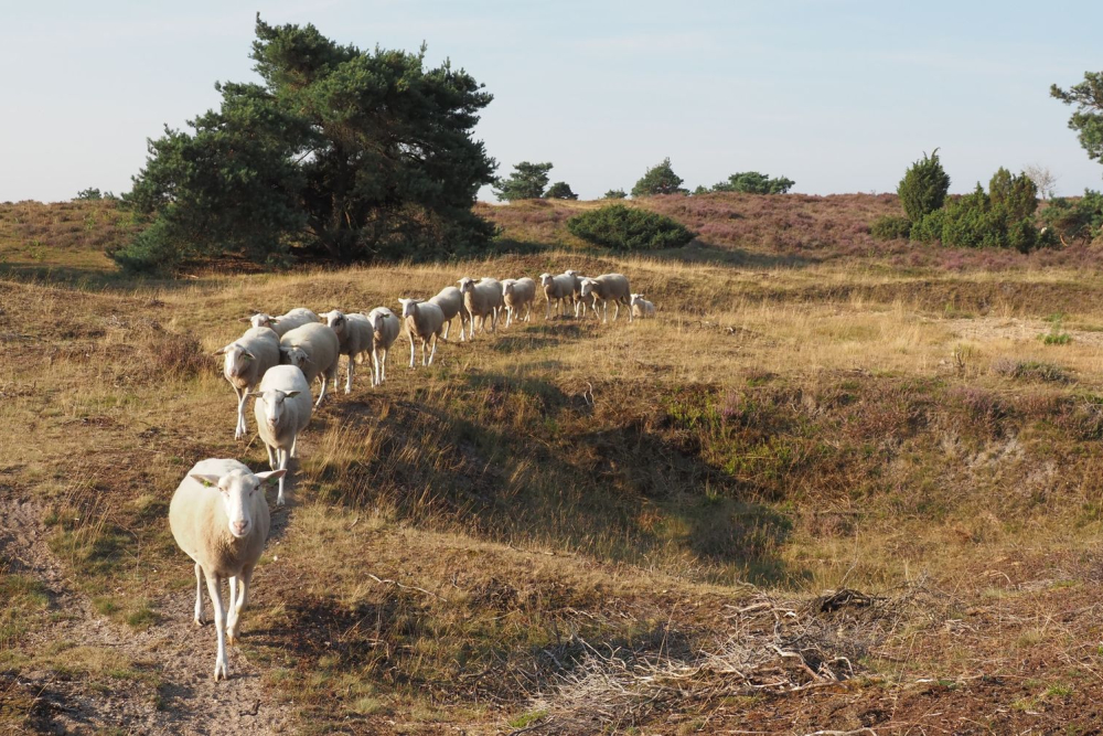 NKl Schaapskudde Lemelerberg (71)