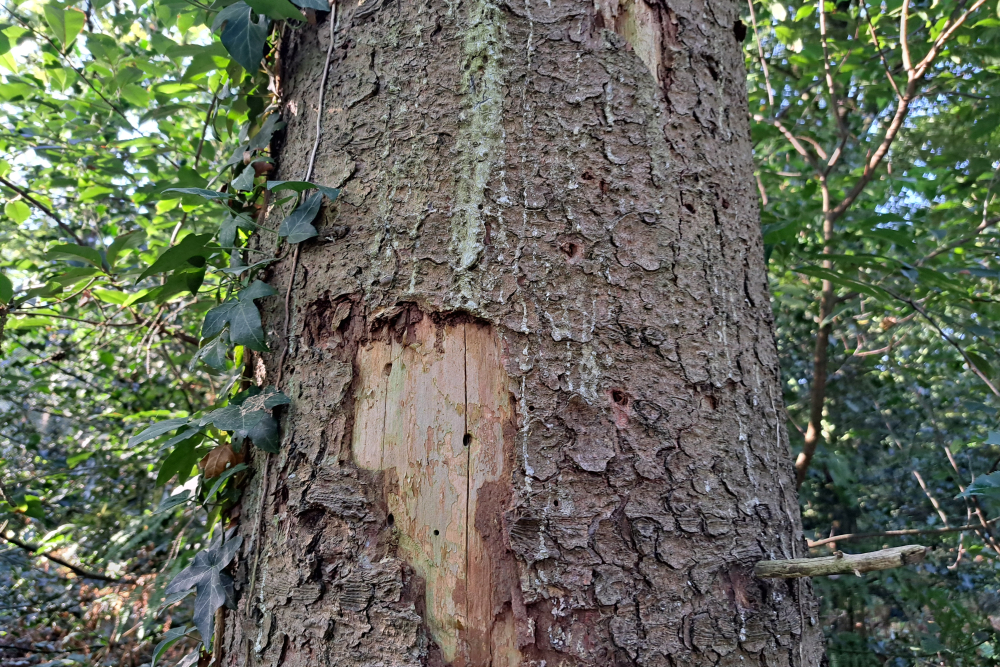 gevolgen letterzetter 3 - alexander van der Elst