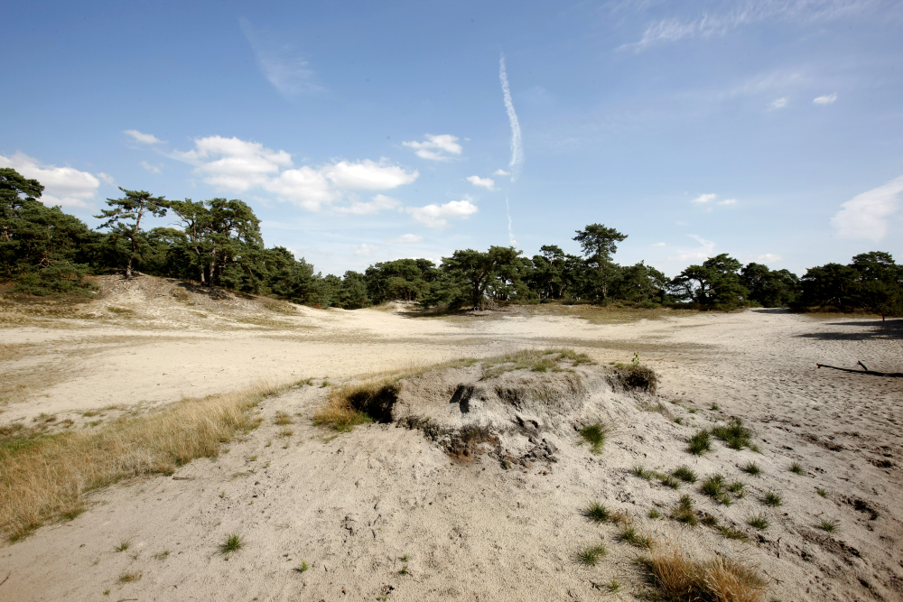 Stuifzandduinen met dennen bij de Beerze