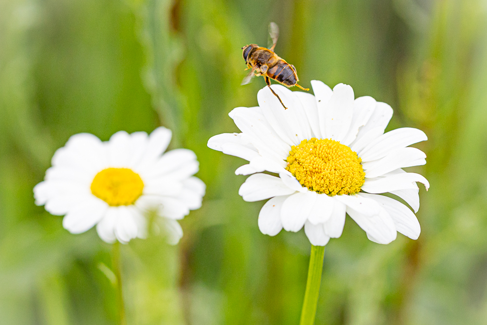 Blinde bij op een margriet