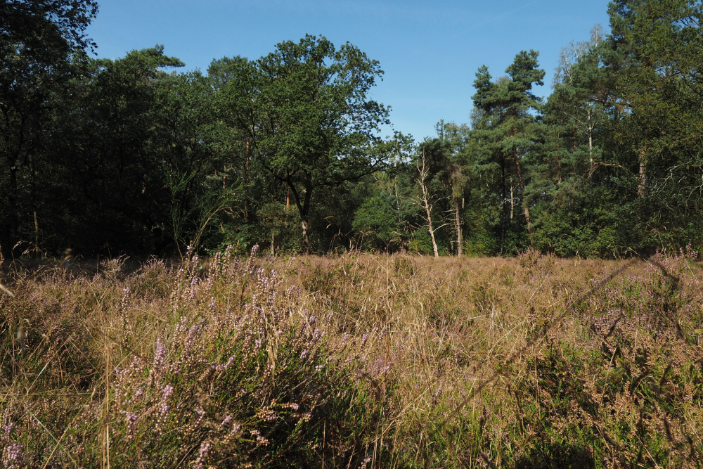 Heideveld met struikheide, Zandstuve