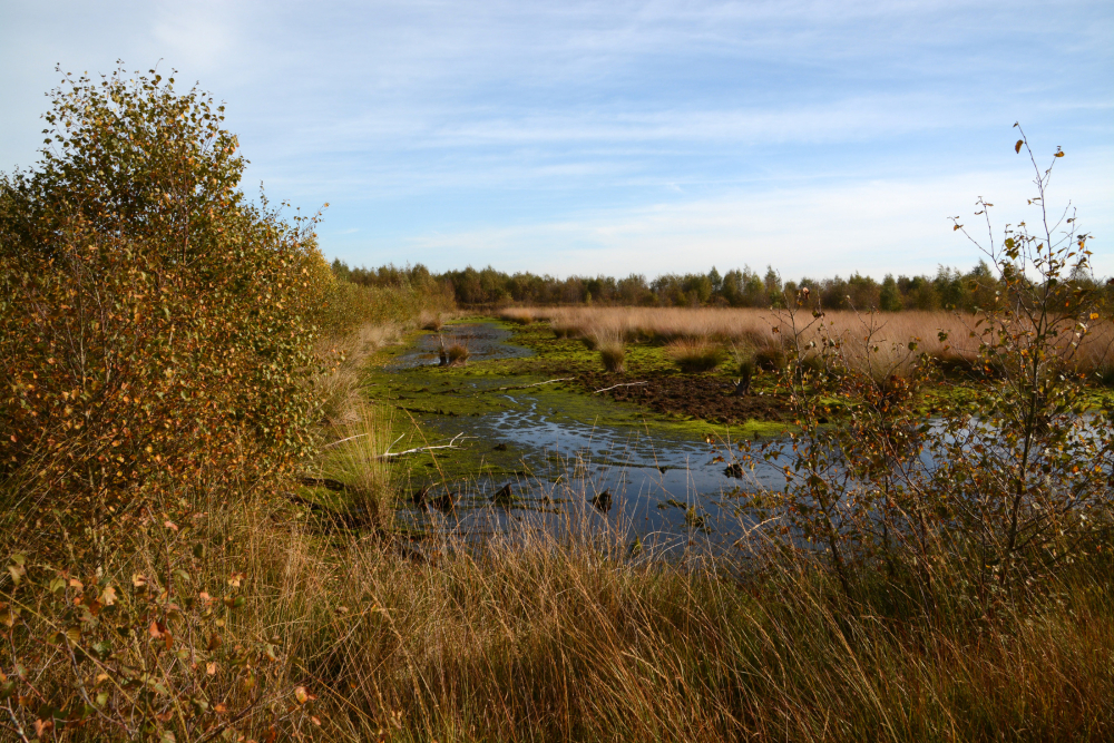 Hoogveenlandschap bij Vriezenveen Nico Kloek