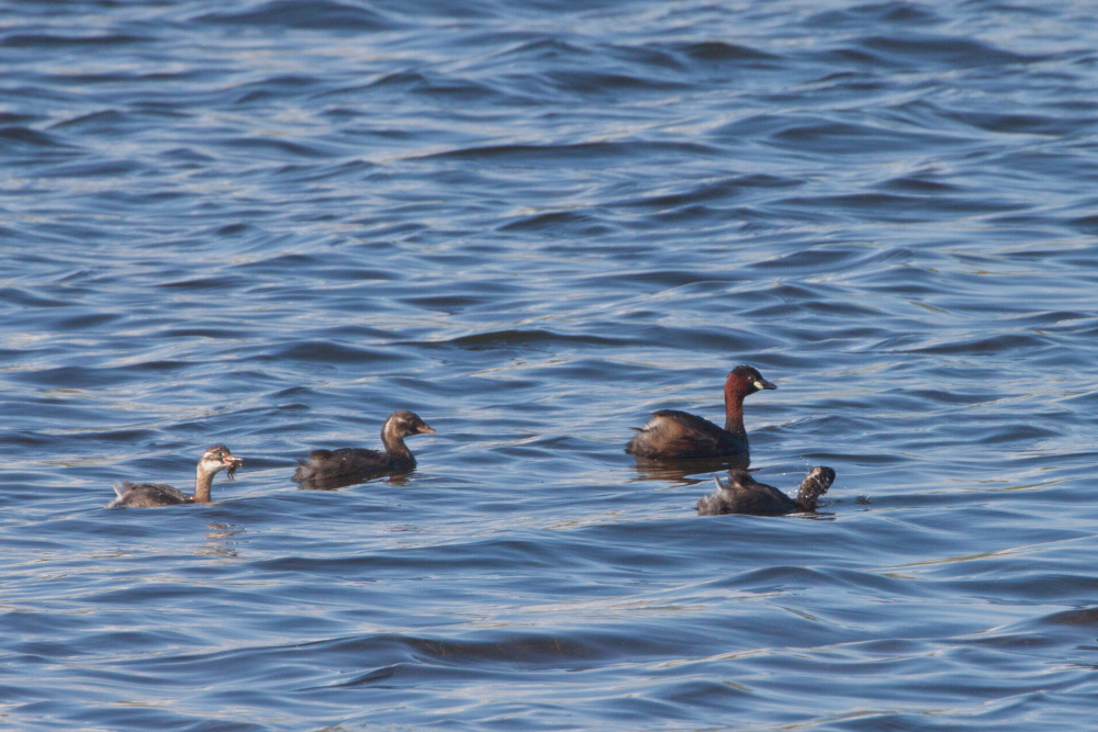 Dodaars - Mark Zekhuis