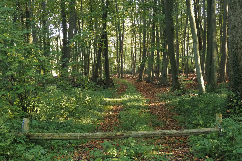 Landgoed 't Holthuis, bos
