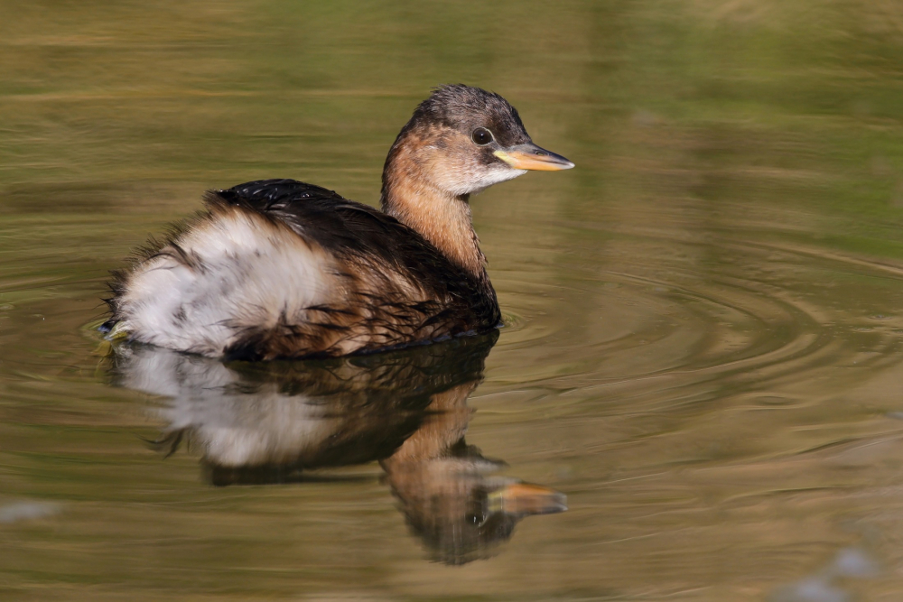 Dodaars - Andrej Chudy