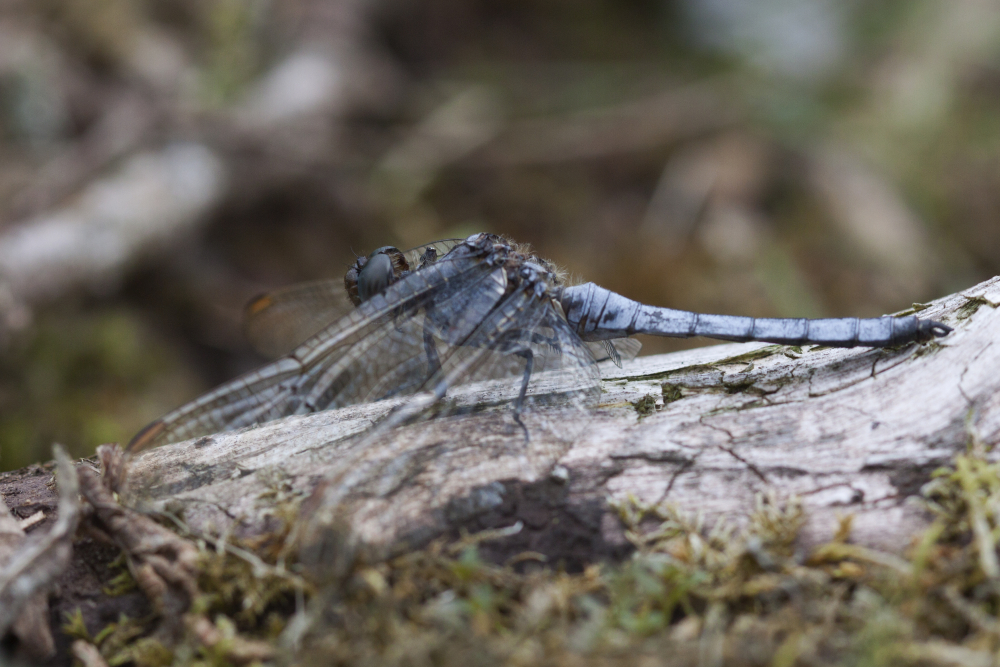 beekoeverlibel, Mark Zekhuis