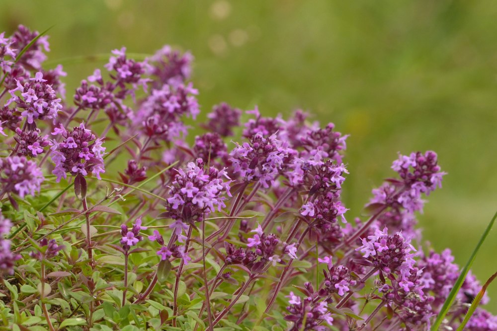 Wilde tijm Mark Zekhuis