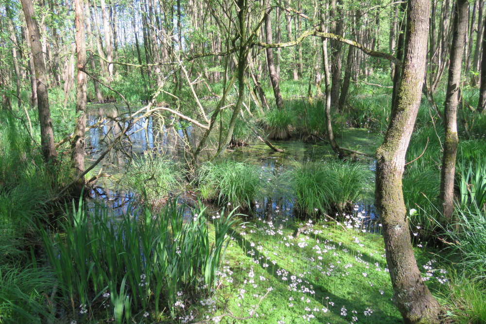 Elzenbroekbos met waterviolieren, Mark Zekhuis