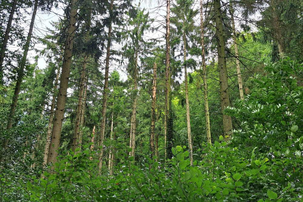 aangetast bos - Alexander van der Elst