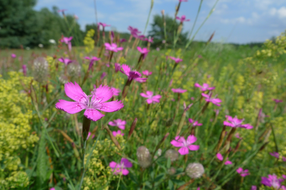 Zwolse anjer Mark Zekhuis