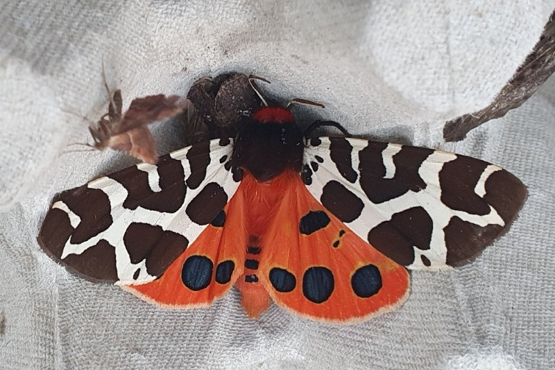 grote meer - Luuk punt