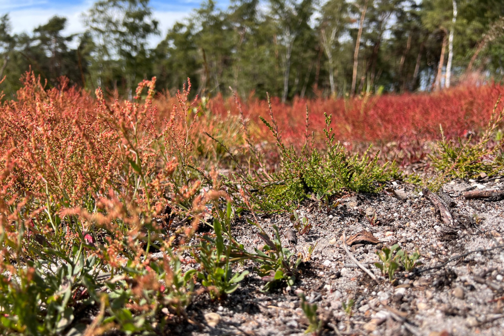 Kiemende heide op de Lemelerberg