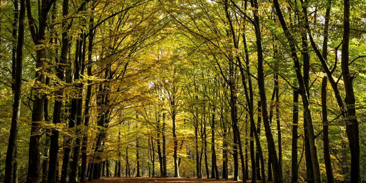 Hof Espelo, Clifton Buitink