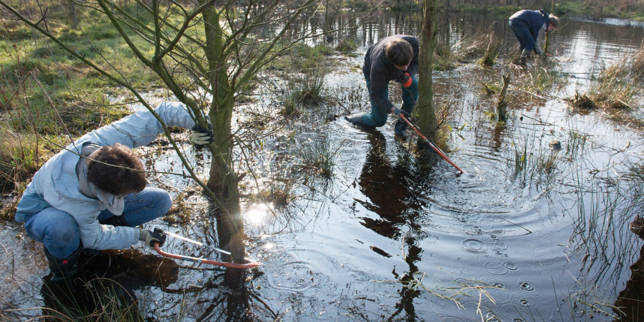 enhoe-bomen zagen in water