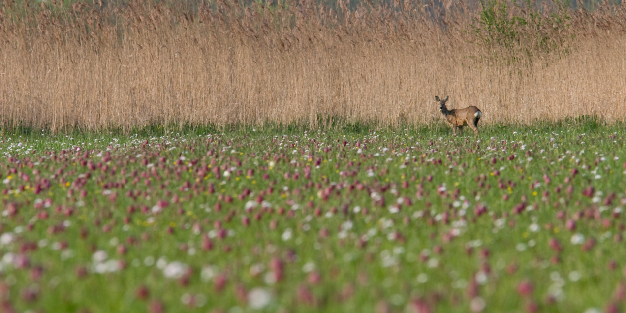 Ree tussen de kievitsbloemen, mark Zekhuis