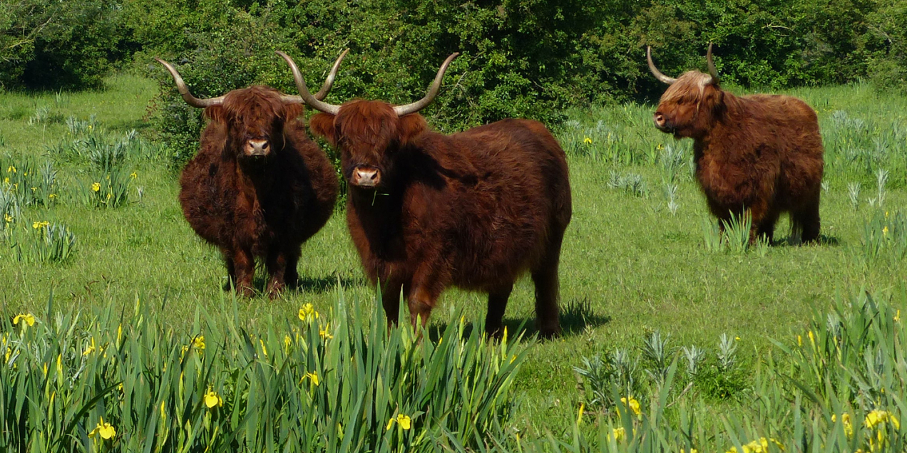 Schotse hooglanders Mark Zekhuis