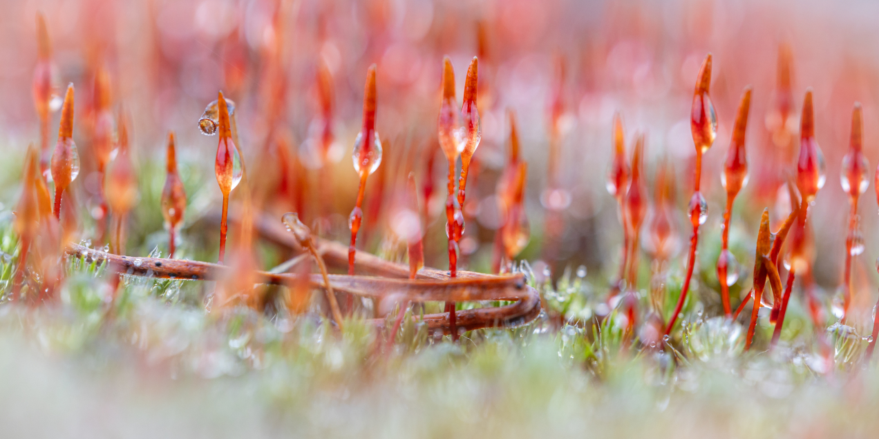 Winters landschap in sahara Ommen