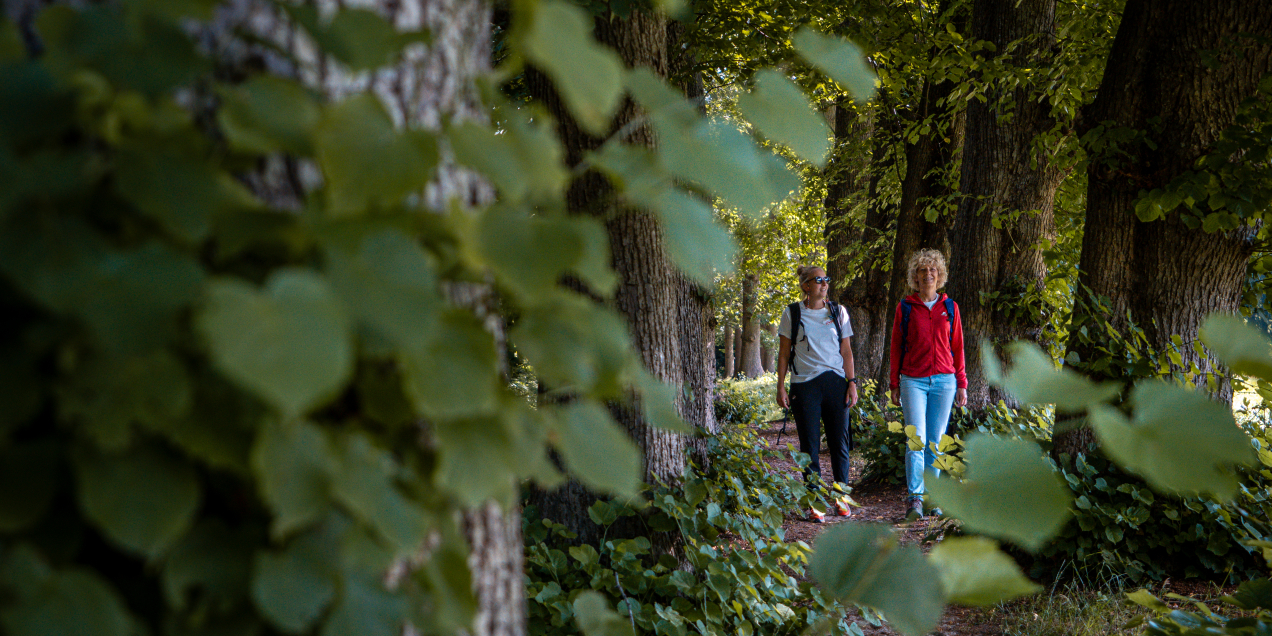 Twee vrouwen wandelen door een lanenbos