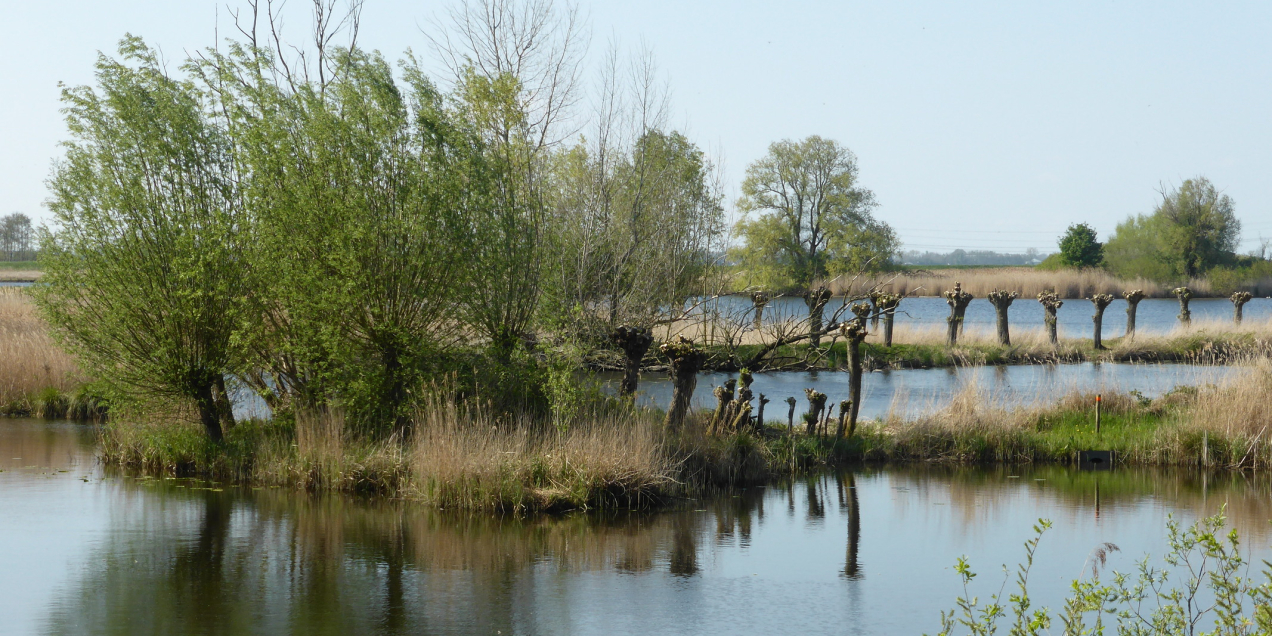 Knotwilgen langs het Zwarte Water