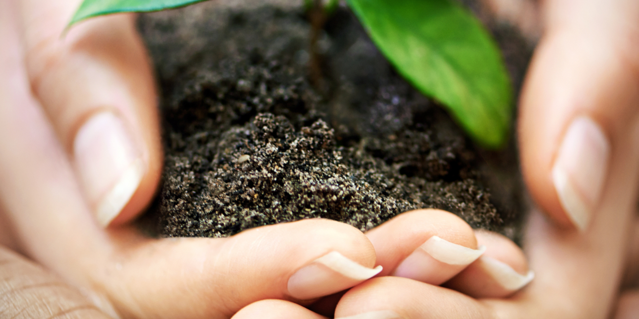 Handen houden een jong plantje met aarde vast