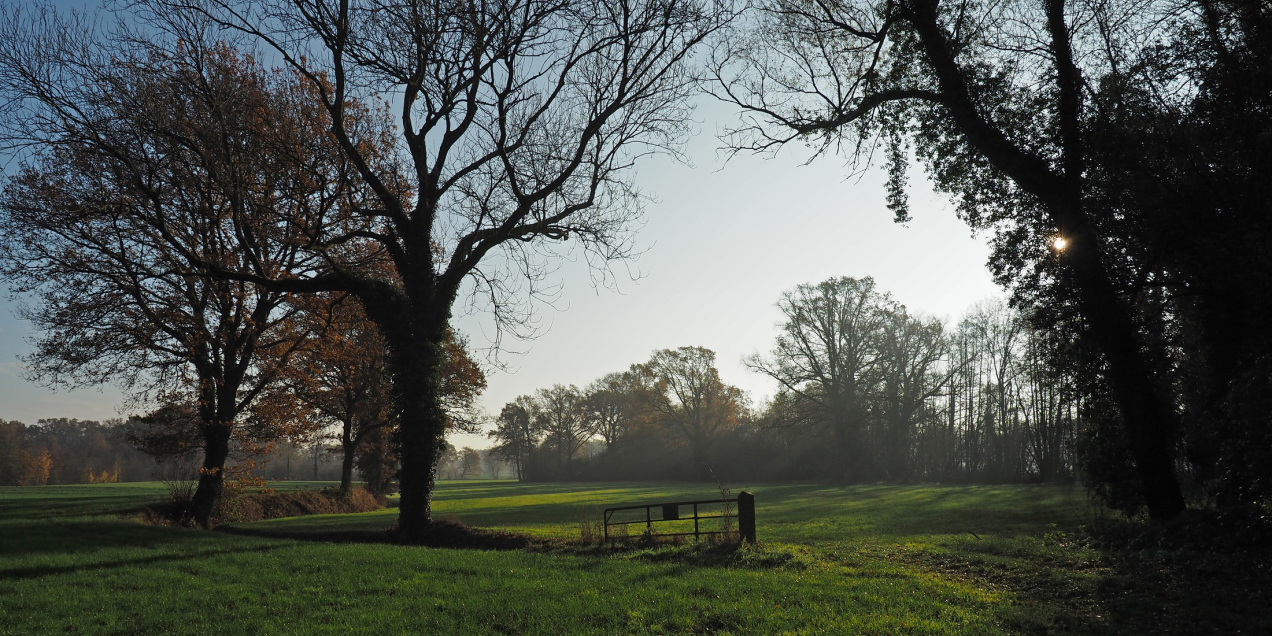 Dekzandlandschap Diepenheim Nico Kloek