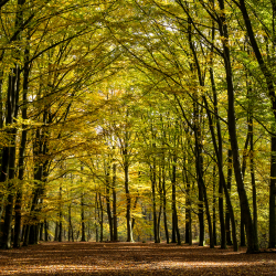 Hof Espelo, Clifton Buitink