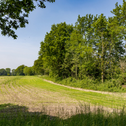 Houtwal Kop van Overijssel Gonny Sleurink