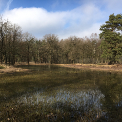 Ondergelopen vloeiweide bij het Lonnekermeer, Martijn Horst