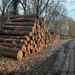 houtstammen lemelerberg