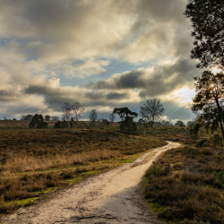 Sallandse Heuvelrug - Gonny Sleurink
