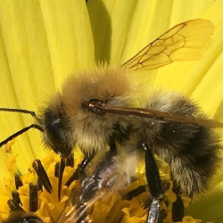 bij