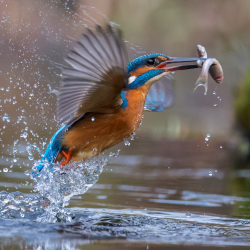 LO153671600 IJsvogel