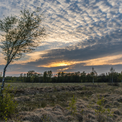 Aamsveen, Clifton Buitink