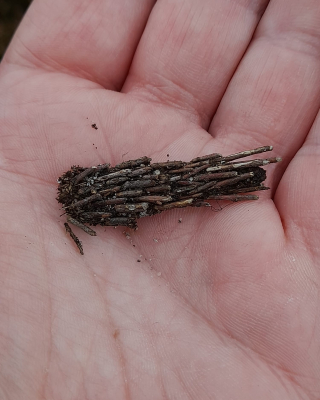 De grote reuzenzakdrager