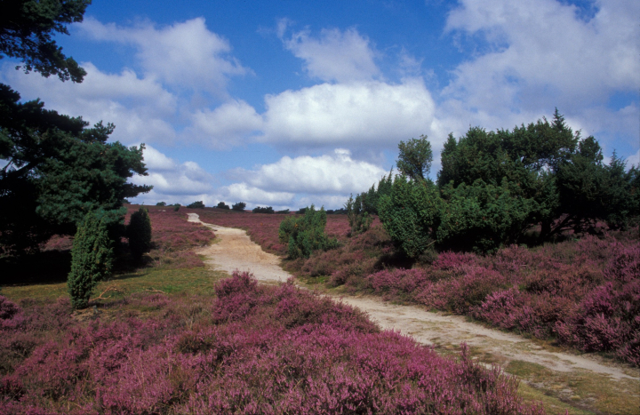Heidelandschap op de Archemerberg, Bertus Webbink