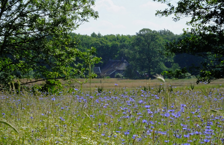Korenveld in bloei in het Reestdal