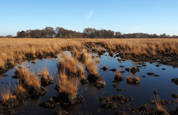 Hoogveen in het Wierdense Veld 