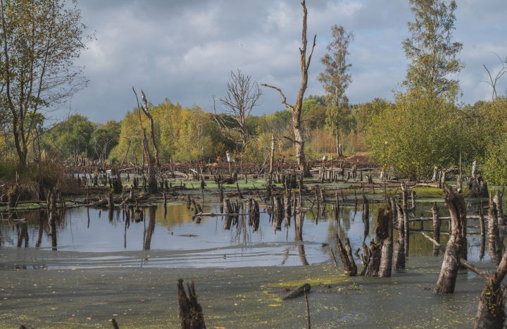Uitzicht retentiebekkens in Hündfelder Moor_Milou Sijtsma