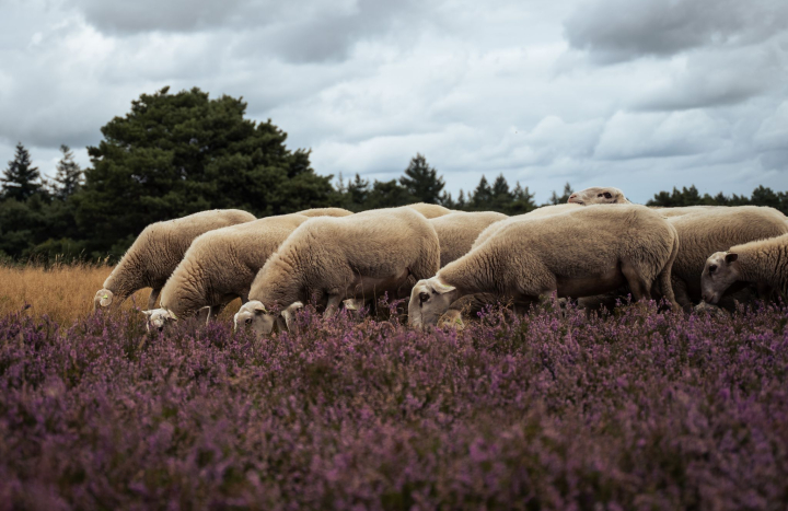 Schapen Lemelerberg (6 of 18)-Inge Hemmink