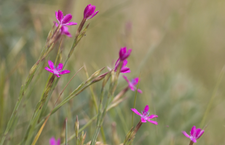 steenanjer, mark zekhuis