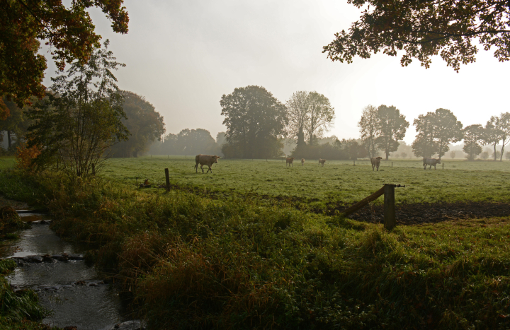 Hooilanden in 'het Agelerbroek', Nico Kloek