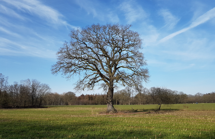 Solitaire eik, Wierden
