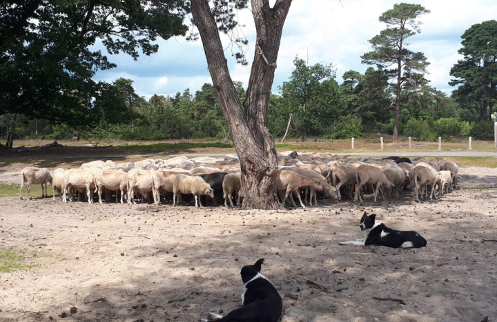 Schaapskudde Lemelerberg is geschoren