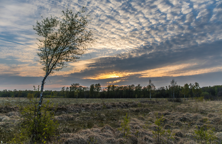 Aamsveen, Clifton Buitink