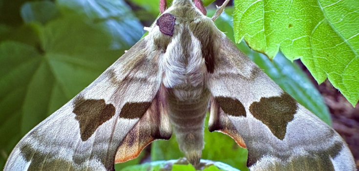 Lindepijlstaart - Amalia Koning
