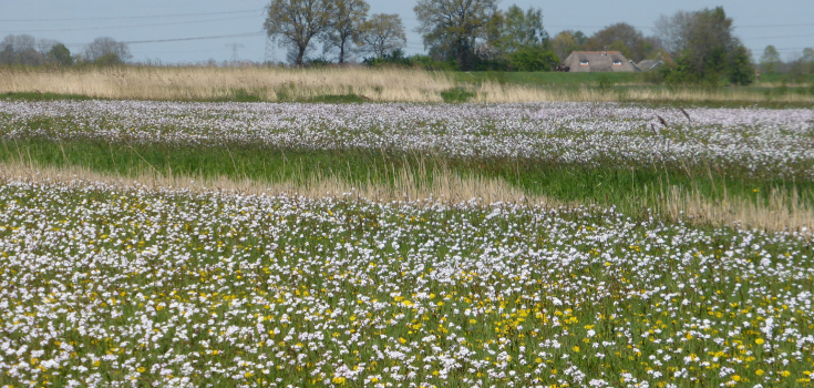 pinkster- en paardenbloemen, Chantal Wachtmeester