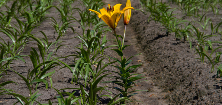 24 Foto lelieteelt - Matauw