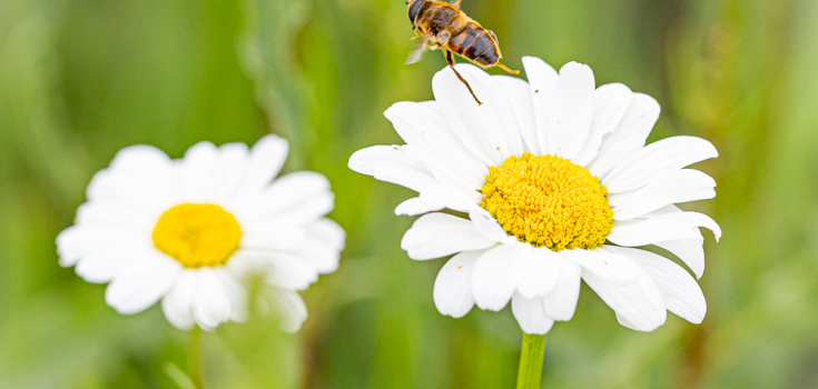 Blinde bij op een margriet