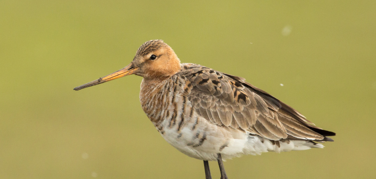 grutto, Annie Keizer