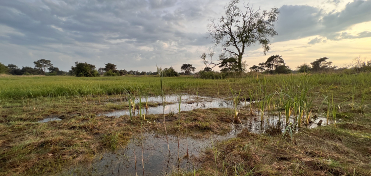 Boetelerveld, vochtige heide